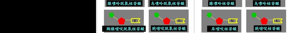 科学前沿组装细胞