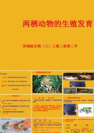 八年级生物上册 两栖动物的生殖发育课件
