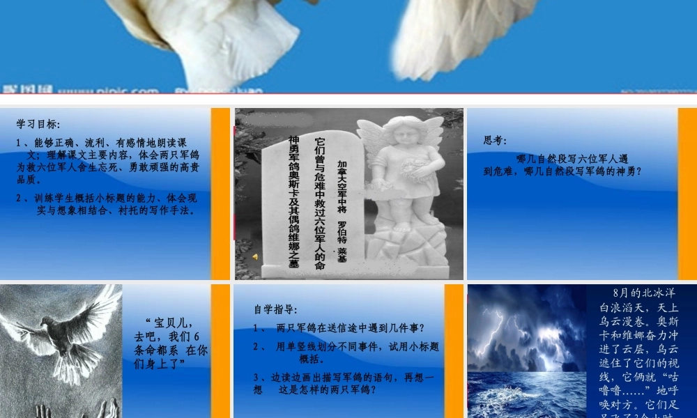 鸽血染红的求救信 (2)