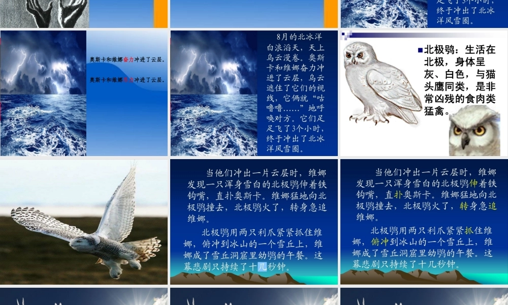 鸽血染红的求救信 (2)