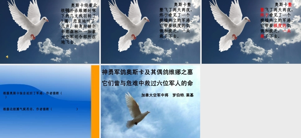 鸽血染红的求救信 (2)