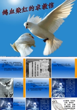 鸽血染红的求救信 (2)