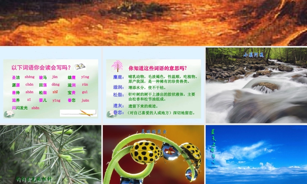 雁园路小学语文课件