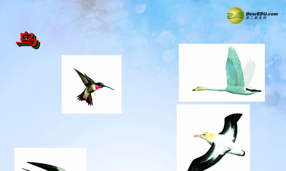 八年级生物上册 第五单元 1.6 鸟课件 (新版)新人教版 课件
