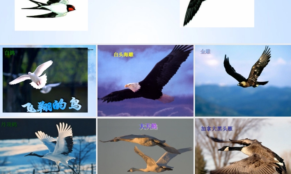 八年级生物上册 第五单元 1.6 鸟课件 (新版)新人教版 课件