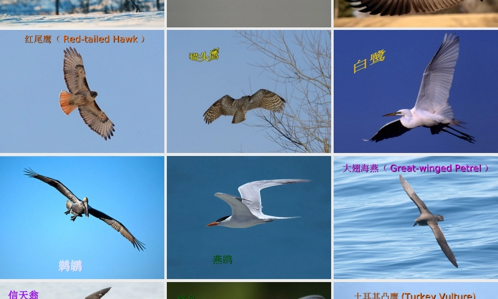 八年级生物上册 第五单元 1.6 鸟课件 (新版)新人教版 课件