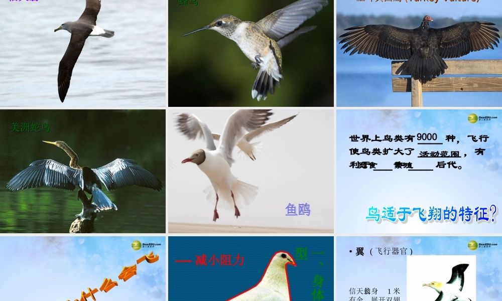 八年级生物上册 第五单元 1.6 鸟课件 (新版)新人教版 课件