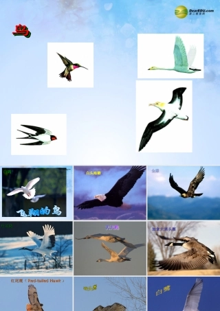 八年级生物上册 第五单元 1.6 鸟课件 (新版)新人教版 课件