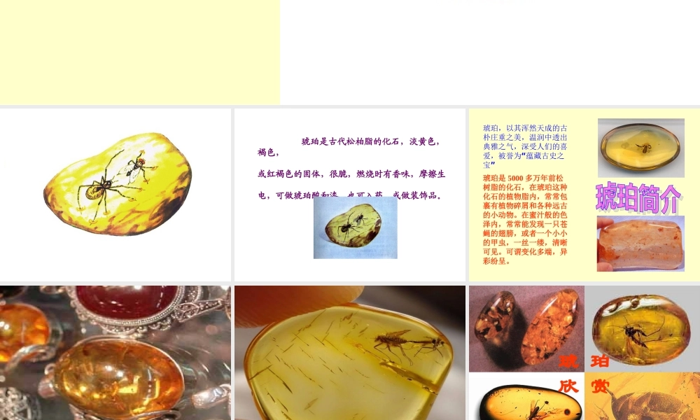 《琥珀》课件-(1)