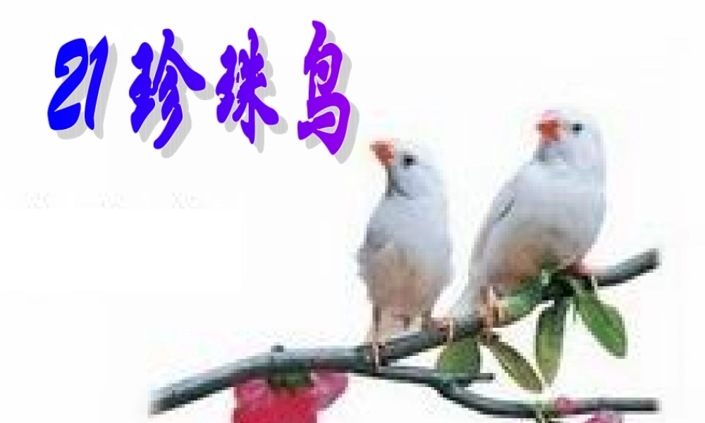 课珍珠鸟第二课时