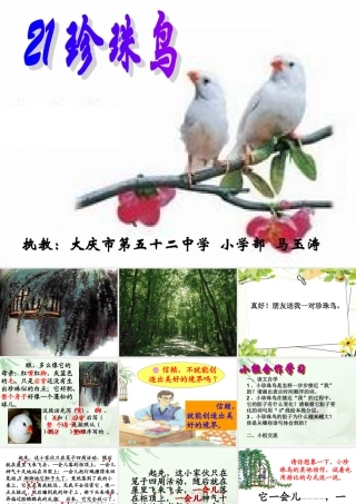 课珍珠鸟第二课时