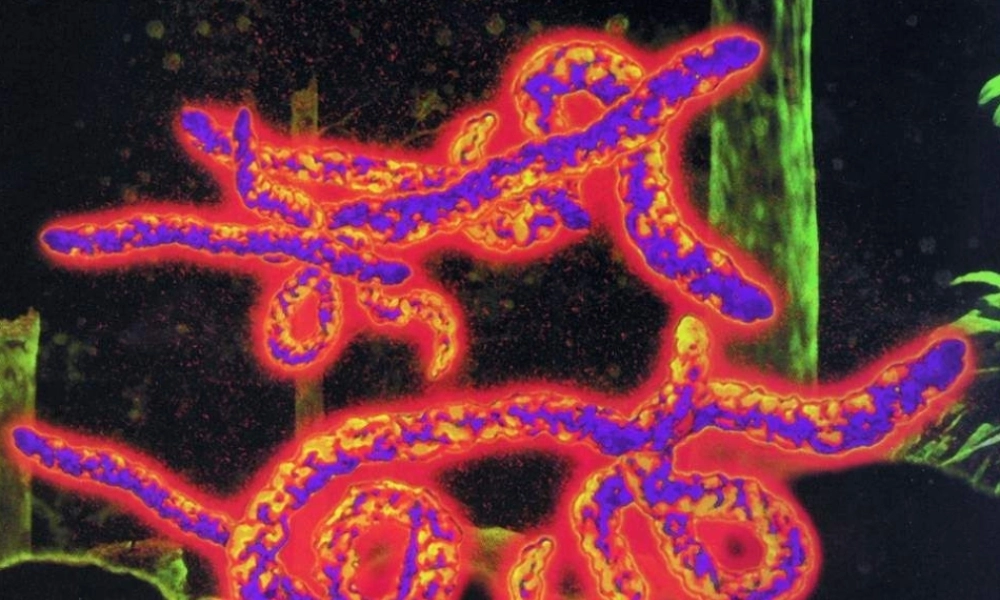 八上第五单元第二节病毒