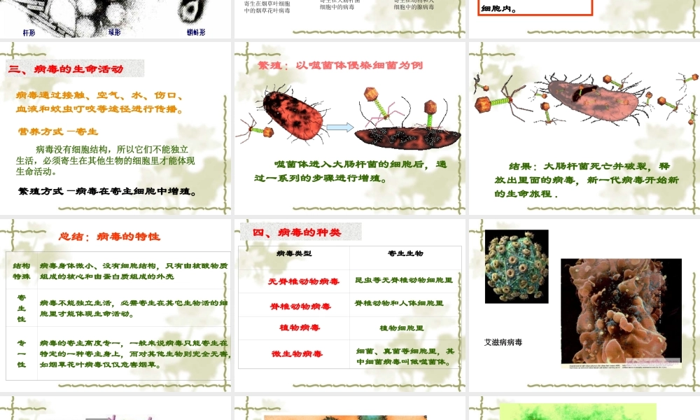 八上第五单元第二节病毒