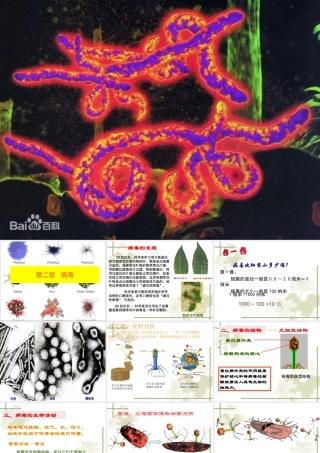 八上第五单元第二节病毒