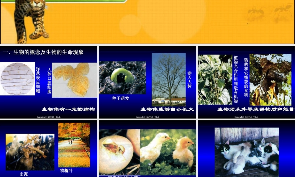 初一生物上册PPT复习课件 (2)