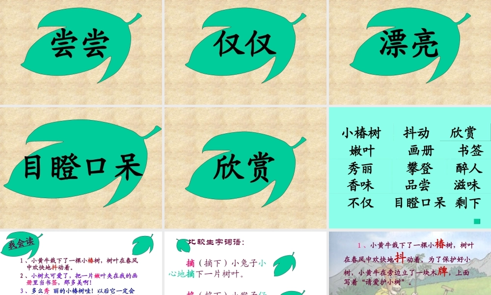 课件-一片树叶