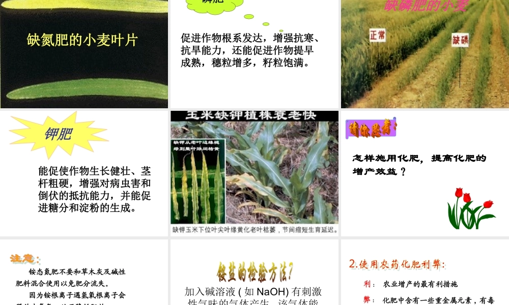 中考化学盐、化学肥料总复习课件