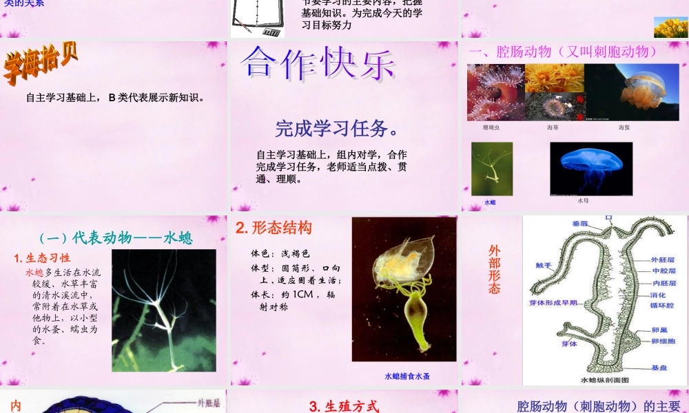 八年级生物上册 第五单元 第一章 第一节 腔肠动物和扁形动物课件 (新版)新人教版 课件