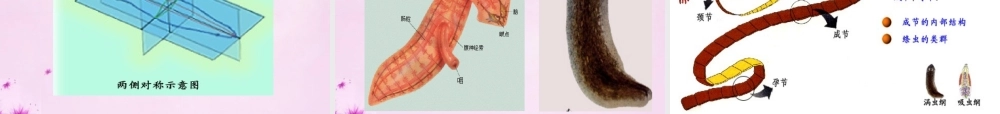八年级生物上册 第五单元 第一章 第一节 腔肠动物和扁形动物课件 (新版)新人教版 课件