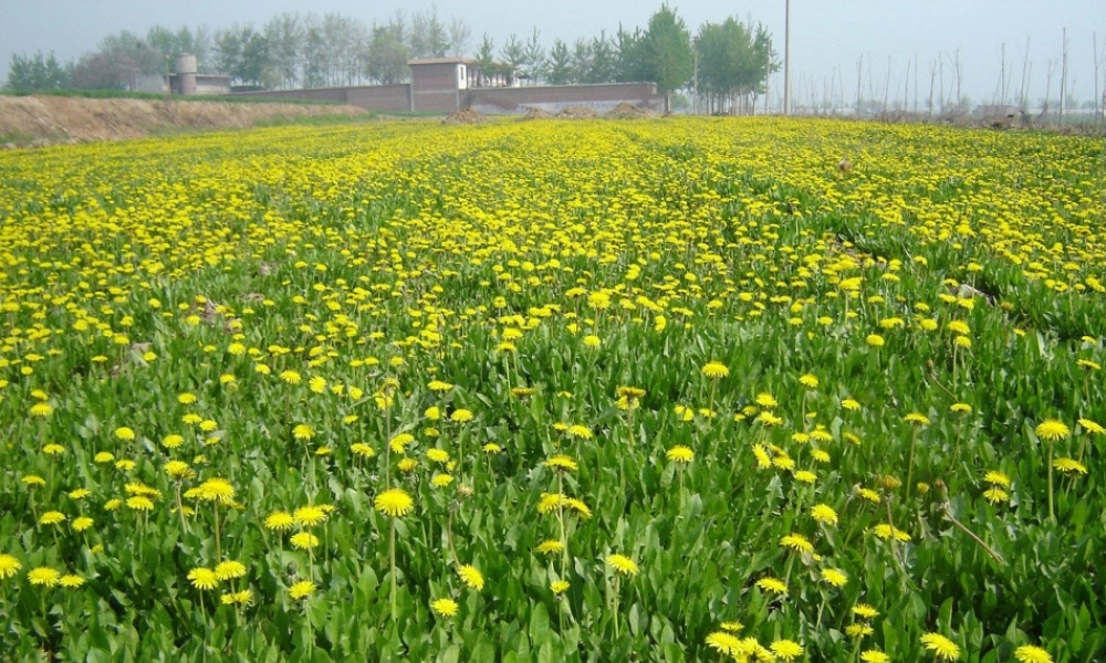 2金色的草地-(2)