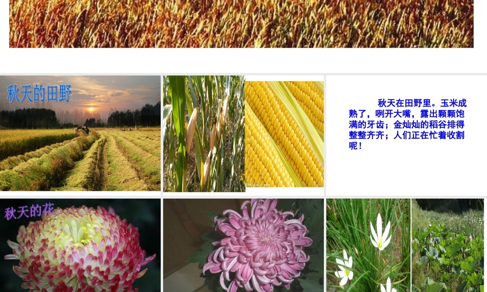 口语交际找秋天