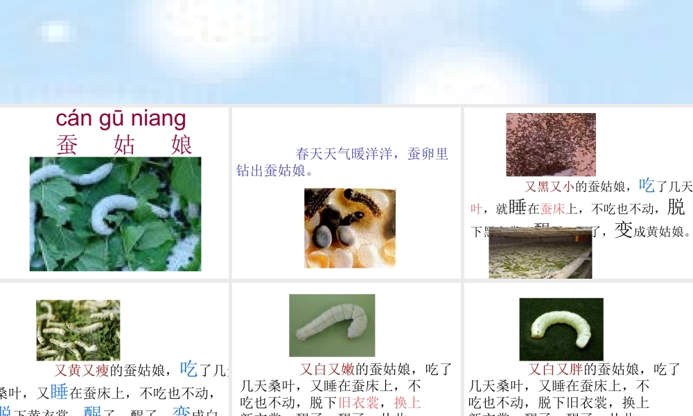 《蚕姑娘》ppt课件
