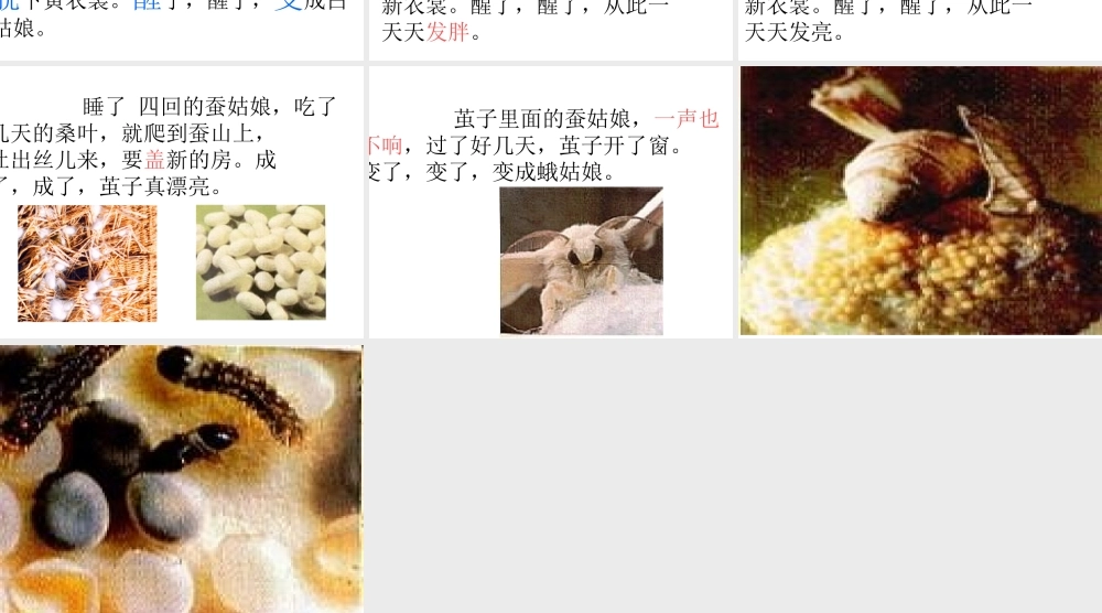 《蚕姑娘》ppt课件