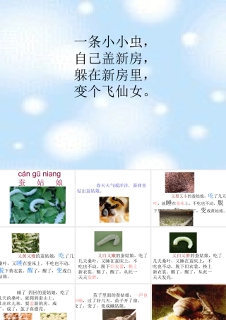《蚕姑娘》ppt课件