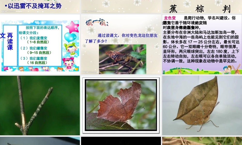 变色龙（第一课时）
