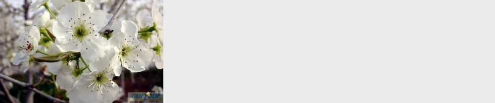 三角形的内角和(新)