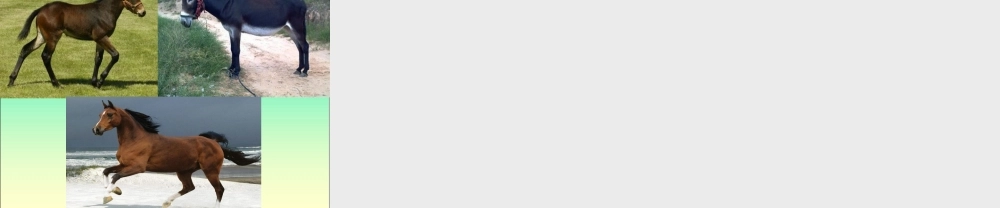 1形形色色的动物