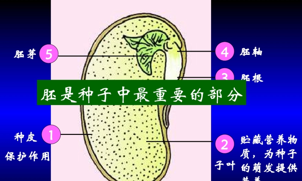 初一生物上册PPT复习课件2