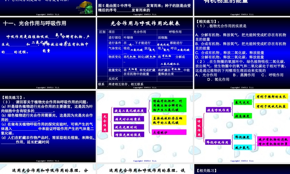 初一生物上册PPT复习课件2
