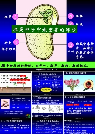 初一生物上册PPT复习课件2