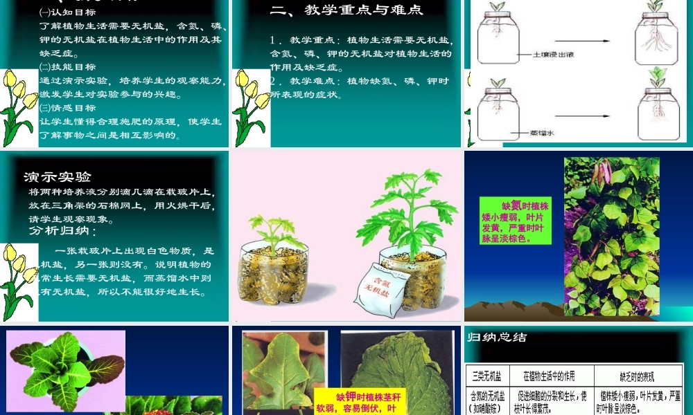 根的吸收与水肥的管理