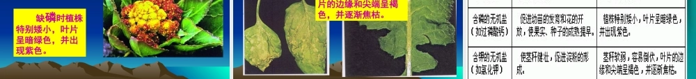 根的吸收与水肥的管理