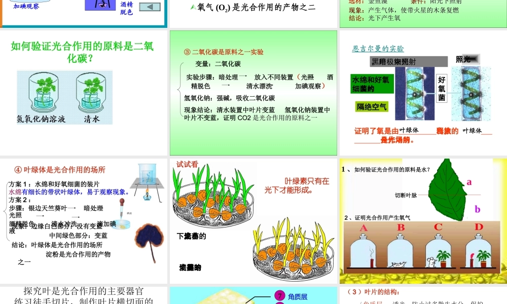 初二生物《光合作用》PPT课件