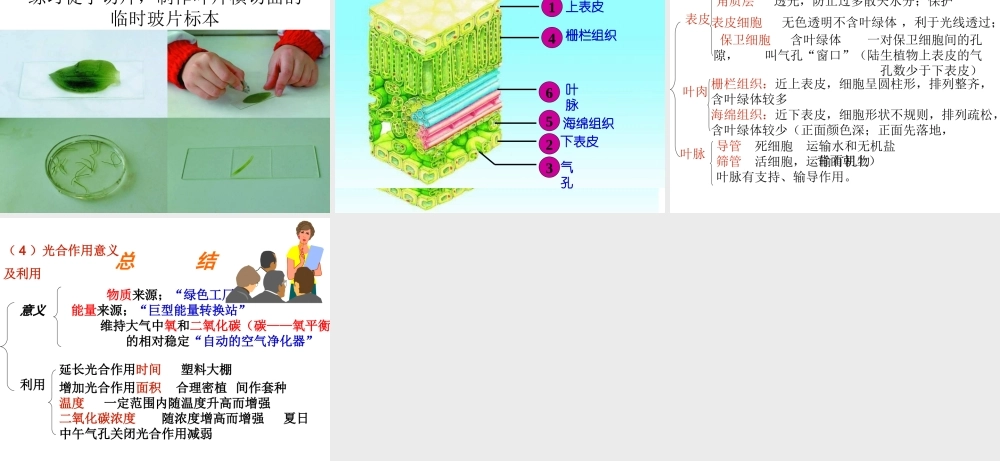 初二生物《光合作用》PPT课件