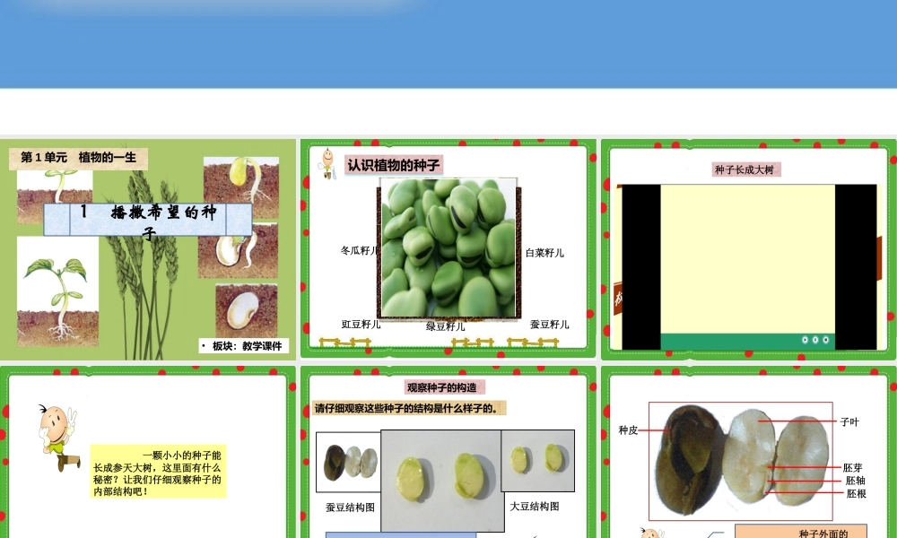 1播撒希望的种子