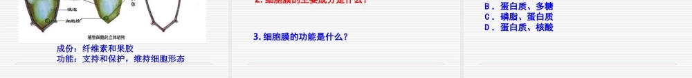 《细胞膜——系统的边界》