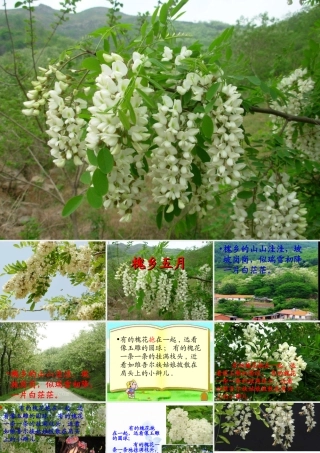 26槐乡五月-(3)