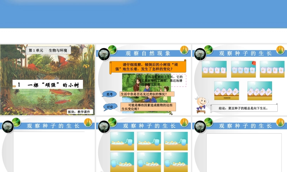 1一棵“顽强”的小树