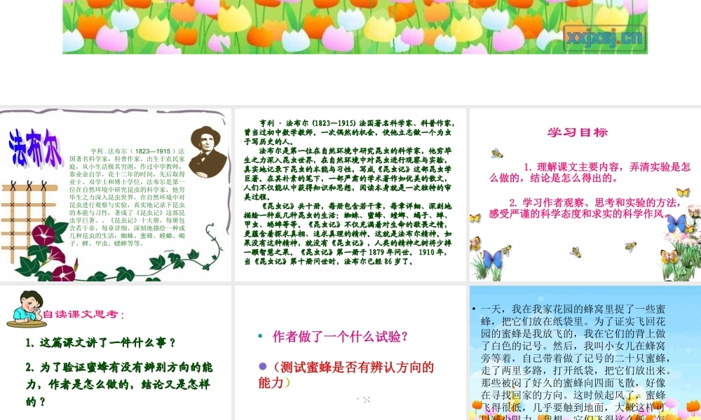 小学三年级上册语文第十四课蜜蜂课件翟美萍