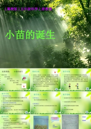 1小苗的诞生