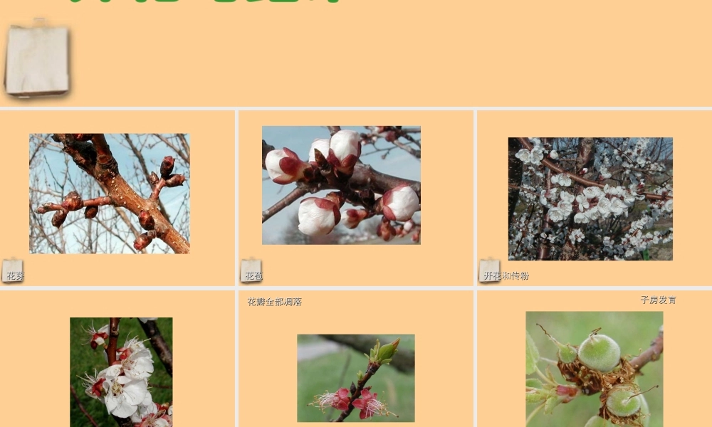 七年级生物上册 第三节开花与结果课件 人教新课标版 课件