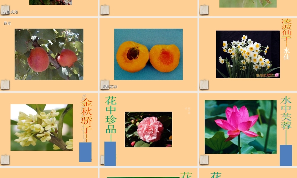 七年级生物上册 第三节开花与结果课件 人教新课标版 课件