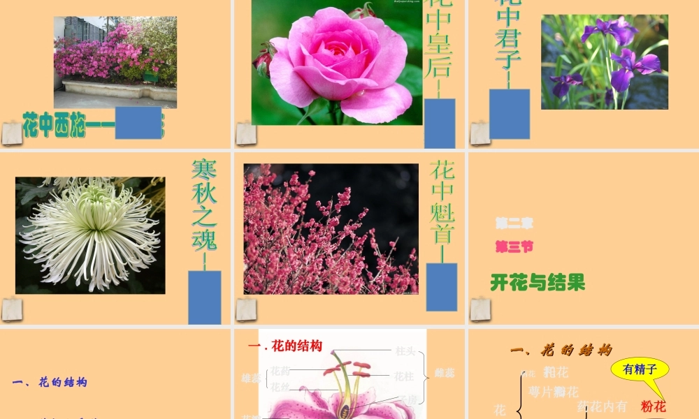 七年级生物上册 第三节开花与结果课件 人教新课标版 课件