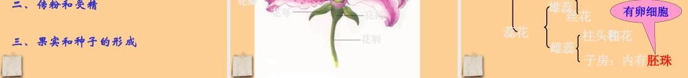 七年级生物上册 第三节开花与结果课件 人教新课标版 课件