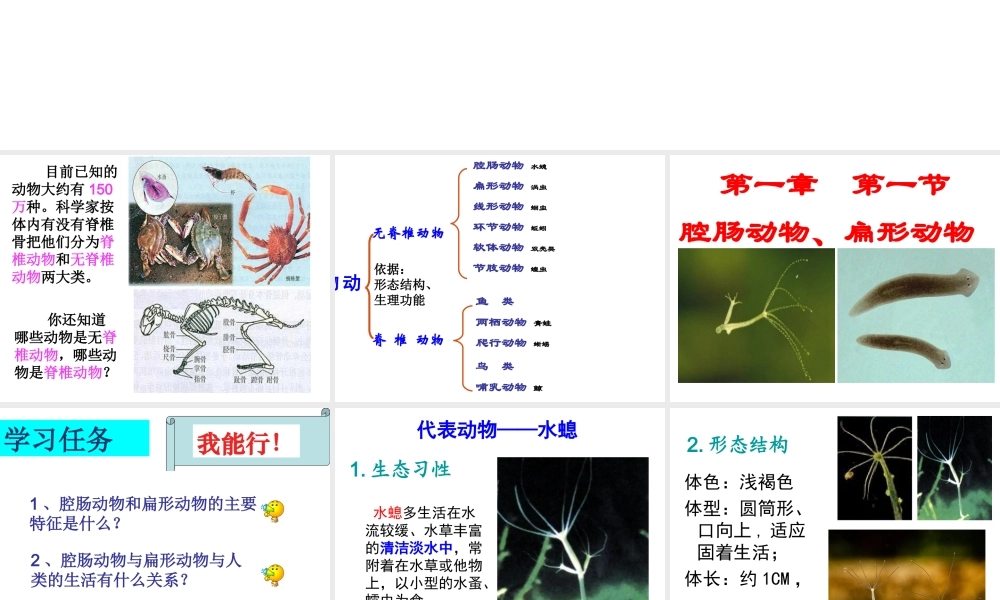 1.1八年级生物上册《第一章-第一节-腔肠动物和扁形动物》课件-(参考)