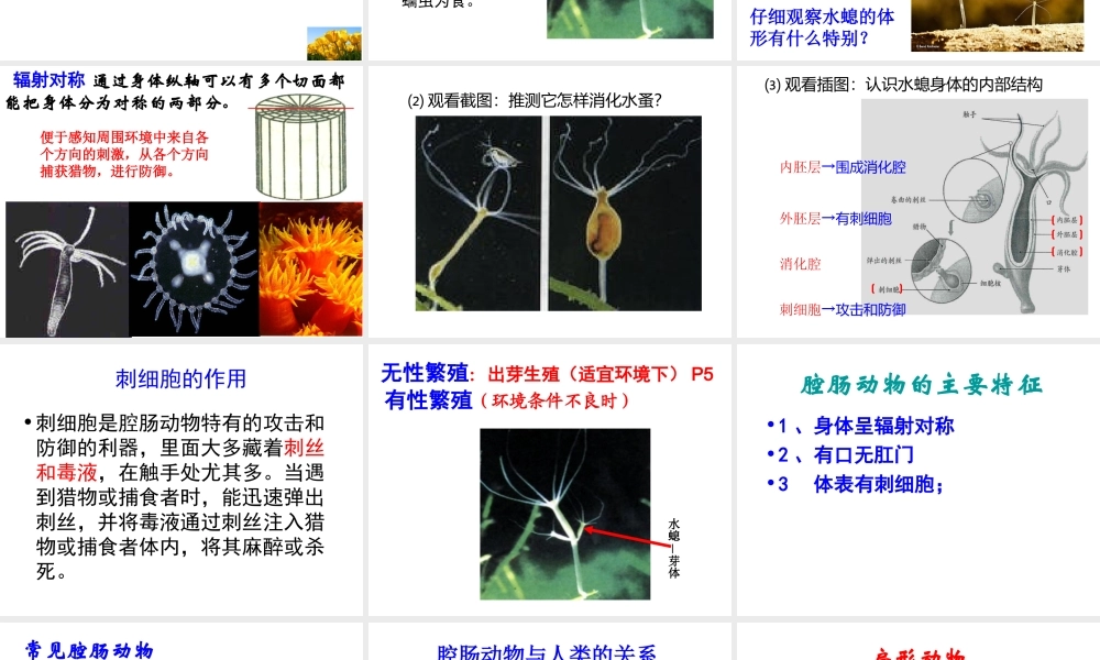 1.1八年级生物上册《第一章-第一节-腔肠动物和扁形动物》课件-(参考)
